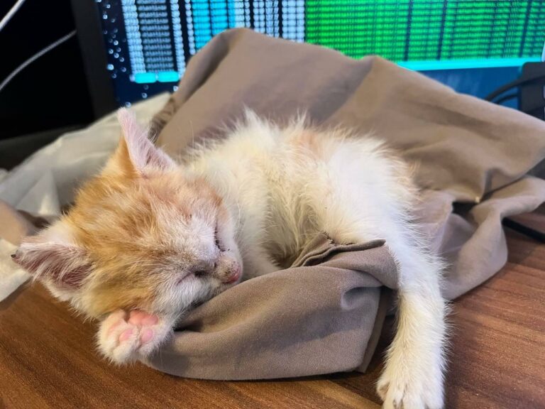 Thésée as a kitten