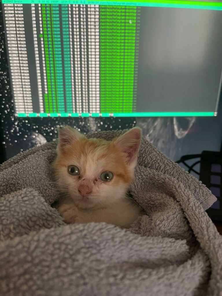 Thésée chat